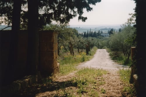 Sentiero d'accesso nella campagna toscana bordato da ulivi che conduce alle colline lontane, casa vacanze Valderice