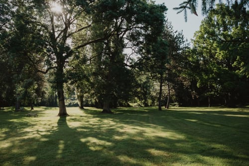 Jardin verdoyant des gîtes de Cormenin avec grands arbres créant des jeux d'ombre sur la pelouse à Saint-Hilaire-sur-Puiseaux