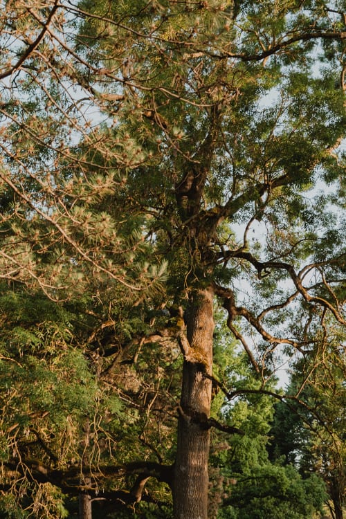 Grand arbre mature aux feuillages verts dans le jardin des Gîtes de Cormenin, une maison d'hôtes française