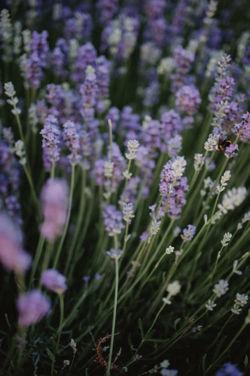 Lavande en fleur dans le jardin de la villa Les gîtes de Cormenin avec une abeille sur les fleurs violettes
