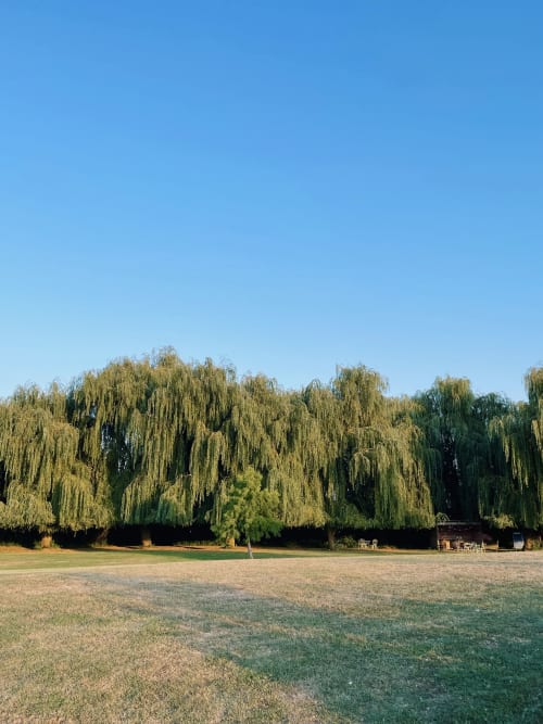 Les saules pleureurs encadrent le gîte Les gîtes de Cormenin à Saint-Hilaire-sur-Puiseaux, avec un jardin soigné sous un ciel bleu