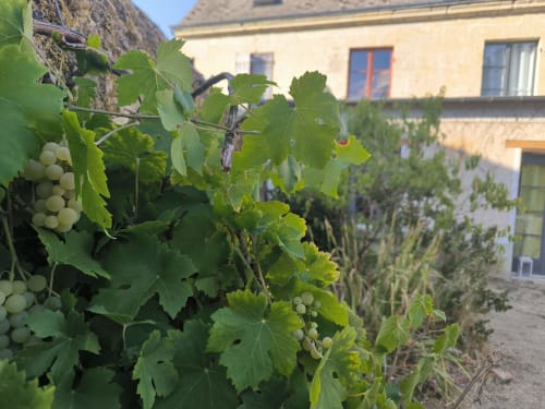 Vignes blanches au Gite de la vallée à Courdemanche, France avec de vieux bâtiments en pierre historiques en arrière-plan