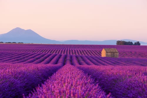 Lavender fields in Provence, France with stone cottage and mountain backdrop at sunset