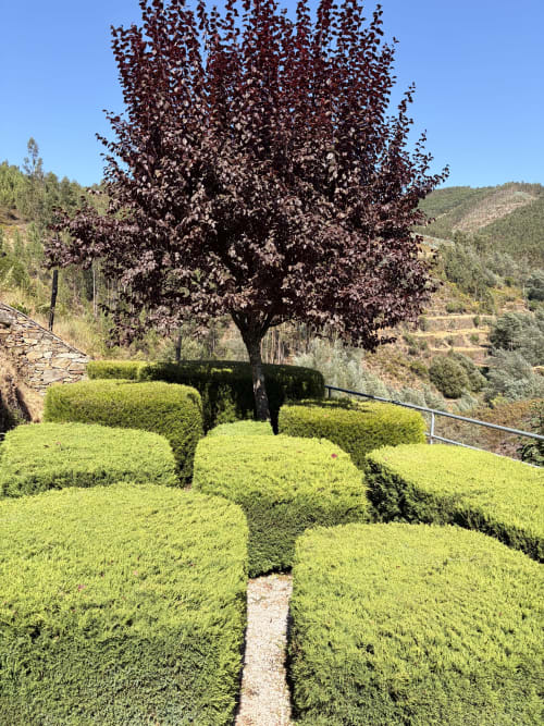 Jardim formal com sebes bem aparadas e árvore de folhagem escura na propriedade de montanha Casas do Sinhel
