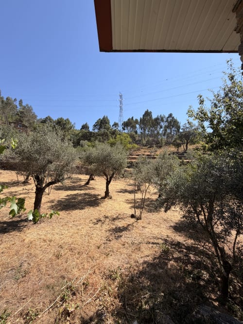 Terraço do olival da Casa das Oliveiras em Alvares, com vistas para montanhas e eucaliptos
