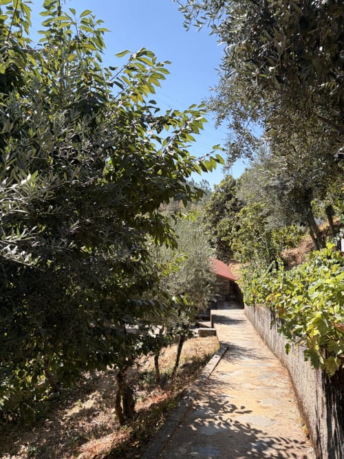 Caminho ladeado por árvores na quinta Casas do Sinhel em Alvares, Portugal, levando a uma rústica casa de pedra com telhado vermelho