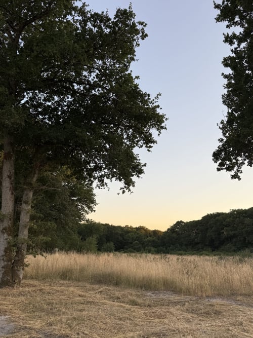 Grand chêne près d'un champ ouvert à La Grange Aux Etangs à Sennely, France, vue du jardin depuis le gîte