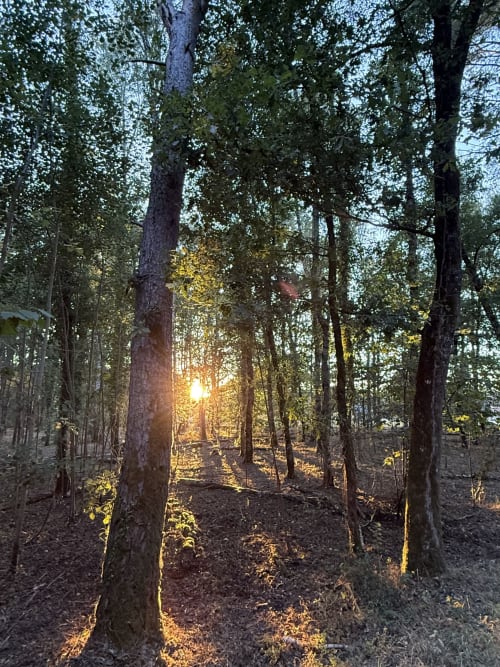 Chemin forestier baigné de soleil traversant de grands arbres au gîte La Grange Aux Etangs à Sennely, France