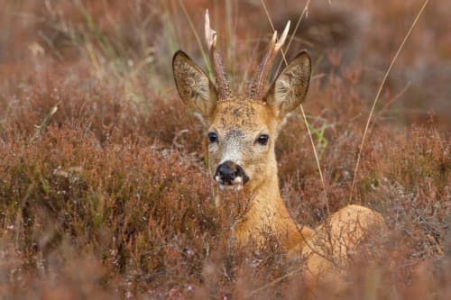 Cerf dans son habitat naturel près de La Grange Aux Etangs à Sennely, France