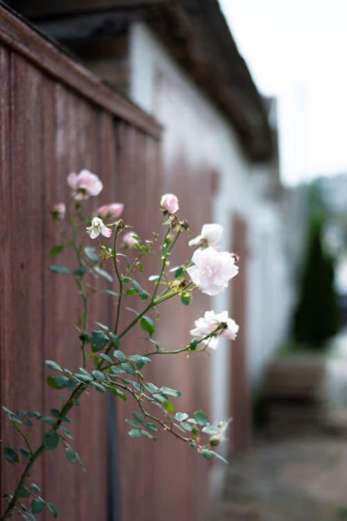 Délicat fleurs rose et blanc en fleur devant une clôture en bois rustique à La Grange Aux Etangs, Sennely