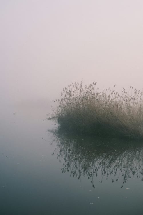 Étang brumeux avec roseaux à La Grange Aux Étangs, un gîte paisible à Sennely, France