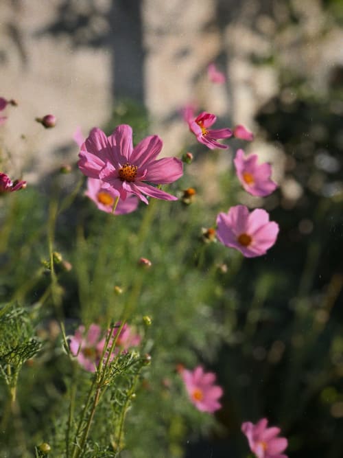 Les cosmos roses en fleur au gîte La Grange Aux Etangs à Sennely, France