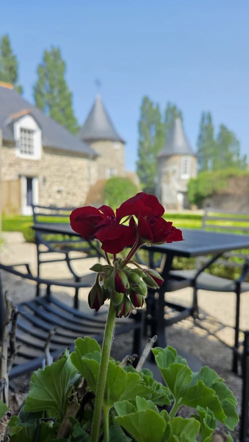 Deep red geranium blooms at Manoir de la Bégaudière in Mont-Dol, with château towers and gardens blurred behind