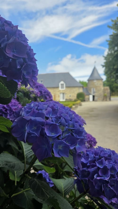 Purple hydrangeas frame Manoir de la Bégaudière, a charming stone manor in Mont-Dol, France