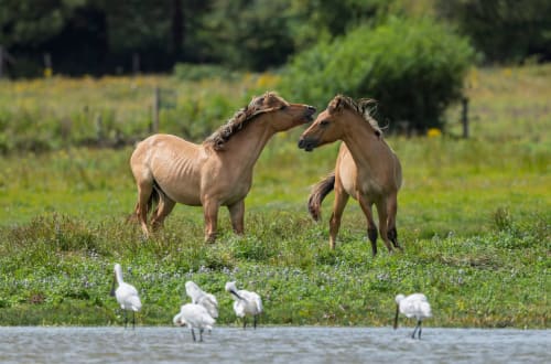 Chevaux paissant près de l'eau avec des oiseaux blancs à la campagne de Mons-Boubert