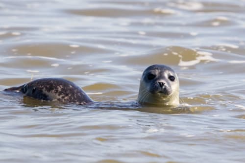 Deux phoques nageant dans les eaux côtières peu profondes près de Mons-Boubert, France