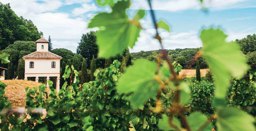 Vignoble du Domaine d'Olga avec chapelle à Aniane, cadre champêtre français
