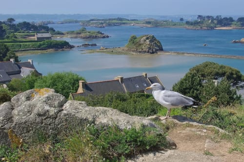 Seagull overlooks La Maison 1903 B&B with turquoise bay and rocky islands in Trévou-Tréguignec, Brittany