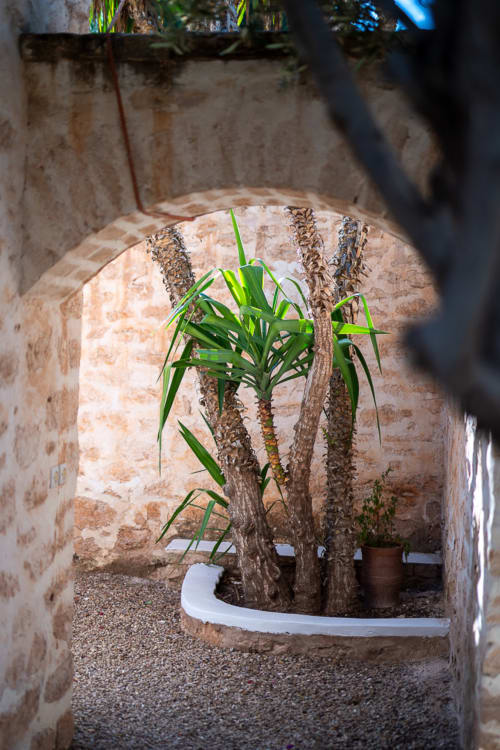 Lush palm plant in textured stone courtyard at Domaine Belhazar, Essaouira
