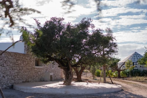 Mature olive tree with purple flowers in courtyard at Domaine Belhazar, Essaouira Morocco