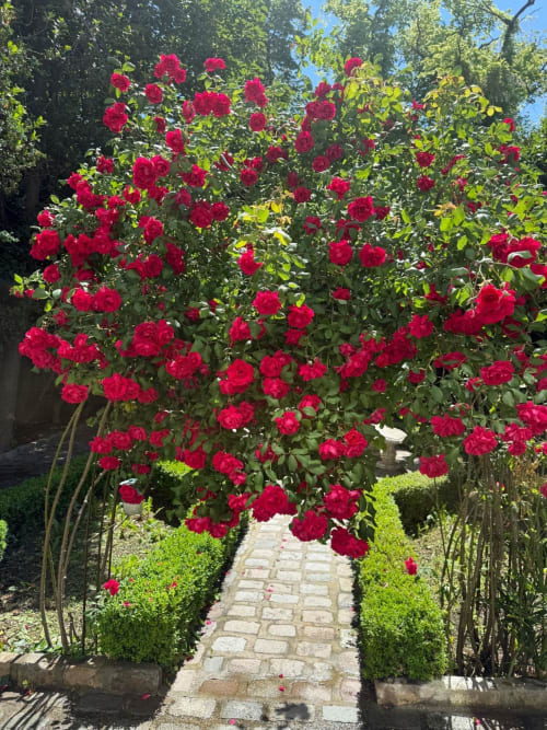 Rosas rojas vibrantes enmarcan el camino del jardín de ladrillo en el Château Chambre de Villa Raspail, Ivry-sur-Seine