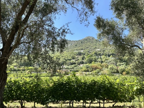 Vineyard landscape view with olive and cypress trees near STAYnGOLF in Cagnes-sur-Mer, France
