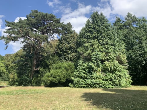 Paysage forestier luxuriant avec grands pins et arbres centenaires au château de Mons Boubert, charmante maison d'hôtes française