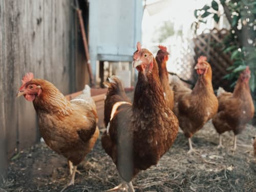 Poules brunes et rousses dans la cour rustique du Château Haute Roche, hôtel français à Oudon