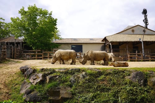 Rhinoceroses grazing at Le Perroquet Bleu wildlife hotel in France with thatched-roof buildings