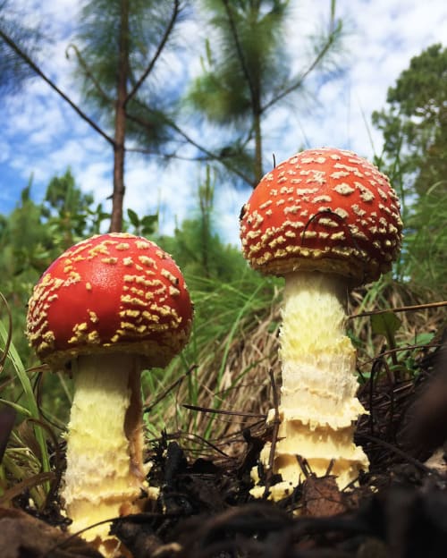 Vibrantes hongos rojos con puntos blancos en el bosque cerca del hotel Sento SanMa, San Mateo Río Hondo, México