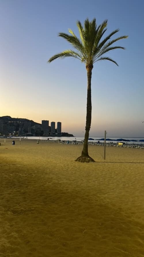 Palmera esbelta en la playa arenosa de Benidorm al atardecer, con el mar Mediterráneo y edificios costeros de fondo
