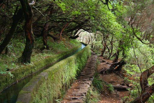 Trilha florestal exuberante com muro de pedra coberto de musgo e riacho nas Residências BHF, Arco da Calheta