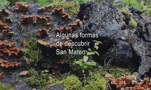Musgos y hongos creciendo en las rocas del hotel Sento SanMa en San Mateo Río Hondo, México