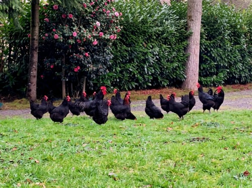 Troupeau de poules noires pâturant sur la pelouse du Château Haute Roche à Oudon, France