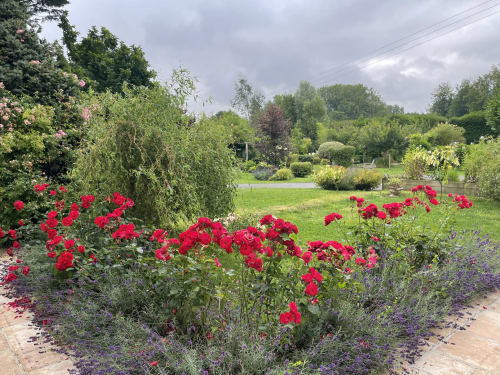 Garden with vibrant red roses and lavender at Au Bois Dormant bed and breakfast in Hesdin-la-Forêt, France