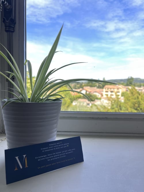Plante en pot sur le rebord de la fenêtre de La Maison de Vaison B&B à Vaison-la-Romaine avec vue sur la campagne