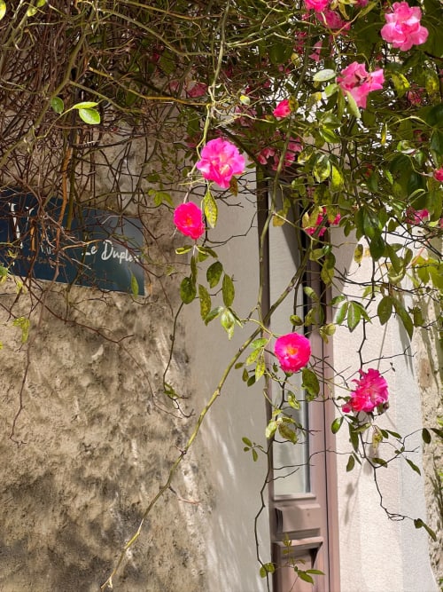 Des roses grimpantes rose vif ornant un mur en pierre rustique à La Maison de Vaison, une charmante maison d'hôtes