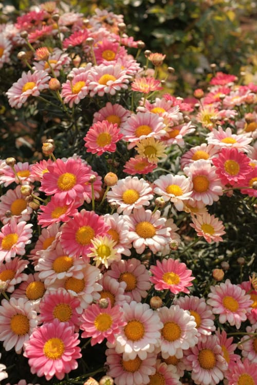 Marguerites rose vif et blanc en pleine floraison au jardin de l'hôtel Suite L'Olive Sacrée, Cabannes