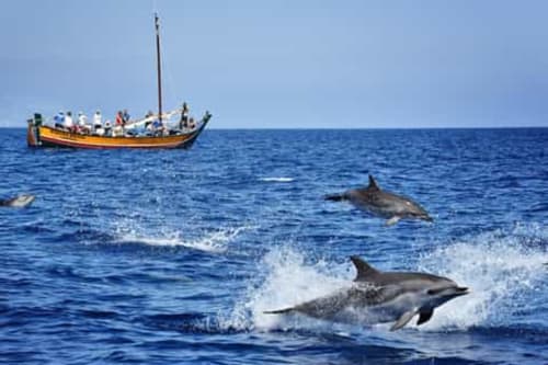 Golfinhos nadando perto de um barco tradicional nas águas costeiras do Arco da Calheta, Portugal