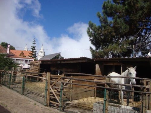 Cavalo branco no pátio de estábulo com cerca de madeira e arquitetura portuguesa tradicional em Arco da Calheta