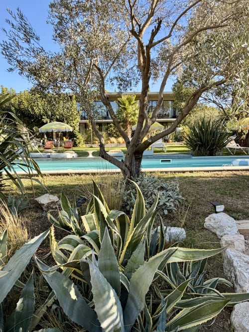 Piscine et jardins de la Maison Jalon à Aix-en-Provence avec olivier, agaves et bâtiment moderne