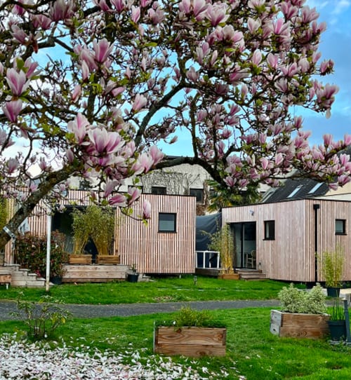 Magnolia en fleur encadrant les modernes chalets en bois des Logis du canal à Betton, France