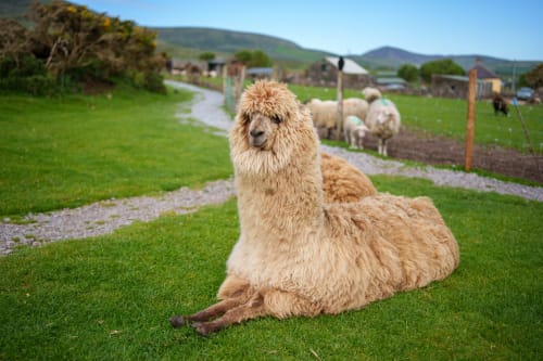 Alpaca allongé sur l'herbe verte à la ferme South Hill House à Delvin, Irlande, avec moutons et bâtiments ruraux en arrière-plan