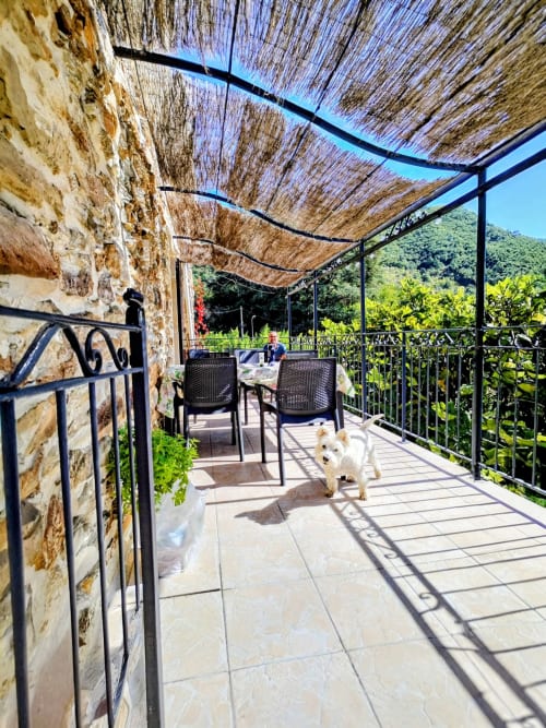 White dog on shaded terrace with mountain views at pet-friendly gîte in Cévennes, France