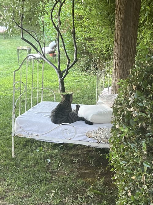 Chat noir se reposant sur un lit en fer forgé orné dans le jardin luxuriant du Clos Bb à Saint-Cyr-sur-Mer