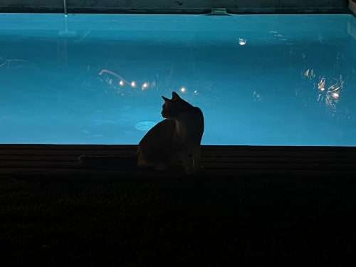 Chat noir observant les poissons de l'aquarium au Clos Bb, Saint-Cyr sur Mer