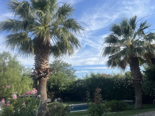 Jardin du Clos Bb avec palmiers, fleurs roses et piscine à Saint-Cyr-sur-Mer