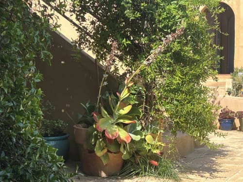 Cour luxuriante du Clos Bb avec plantes fleuries et vignes grimpantes, Saint-Cyr sur Mer