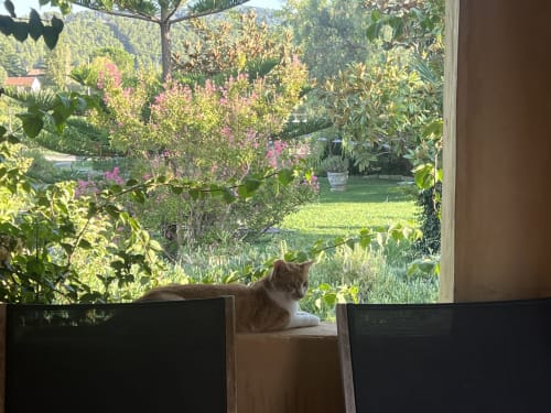 Gatto rosso tabby che riposa sul davanzale della finestra con vista su un lussureggiante giardino al Clos BB di Saint-Cyr sur Mer