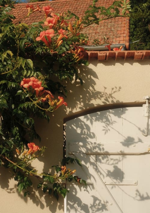 Des fleurs de trompette orange vif grimpent le long d'un mur crème au Moulin Renaudiots à Autun, projetant des ombres délicates au soleil